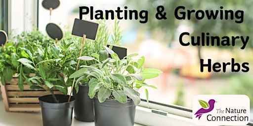Planting & Growing Culinary Herbs primary image
