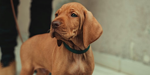 Hauptbild für Basic Dog Training | Mt. Pleasant Campus