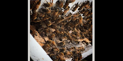 Honeybee Hangouts  primärbild