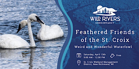 Feathered Friends of the St. Croix: Weird and Wonderful Waterfowl