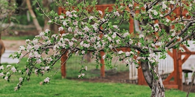 Primaire afbeelding van Willowbrook Apple Orchard Spring Event