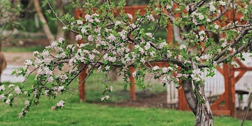 Hauptbild für Willowbrook Apple Orchard Spring Event