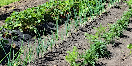 Companion Planting