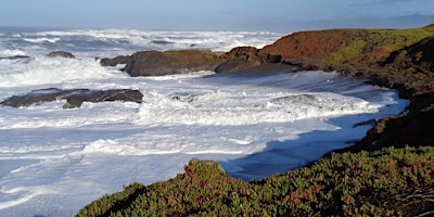 Low Tide Seaweed Walk with Kathy Ann Miller primary image