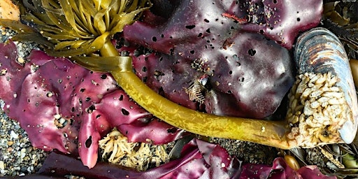 Image principale de Low Tide Seaweed Walk and Seaweed Science Social