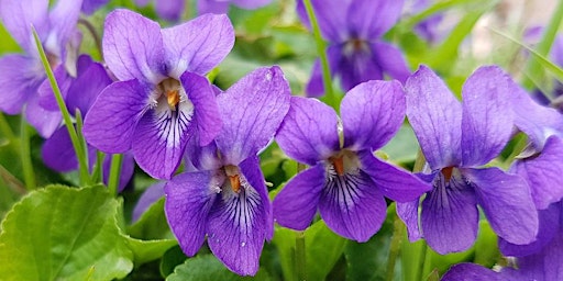 Hauptbild für Herbal Basics: Making Spring Herbal Pestos & Herbal Teas