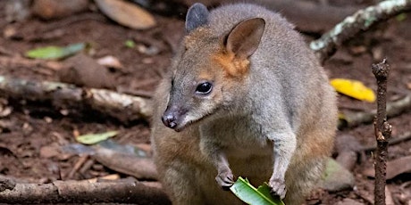 Autumn Pademelon Survey