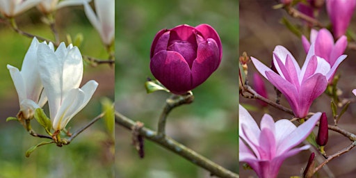 Hauptbild für Guided Magnolia Walk