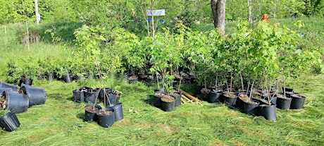 Tree planting for habitat restoration