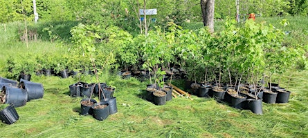 Tree planting for habitat restoration - MORNING shift  primärbild