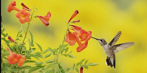 Native Plant Gardening for Hummingbirds