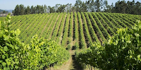 Imagem principal de Prova Comentada - O que realmente sabes sobre os Vinhos Verdes?