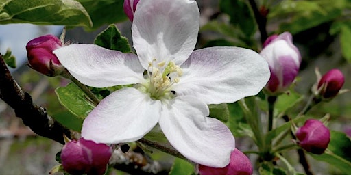 Apple Blossom Weekend primary image