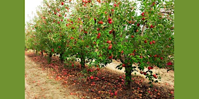 Imagen principal de Gardening Workshop: Planning your Trap Crops