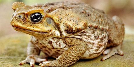 Cane Toad Catching Night