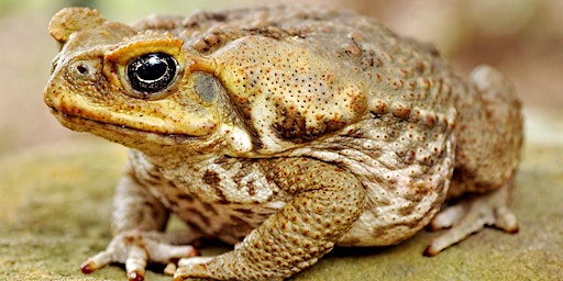 Imagem principal do evento Cane Toad Catching Night