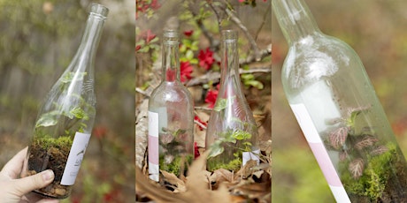 Create Your Own Recycled Wine Bottle Terrarium!