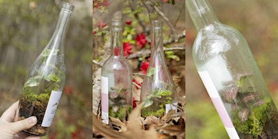 Create Your Own Recycled Wine Bottle Terrarium!  primärbild