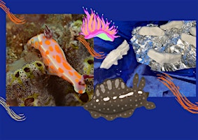 Make a Sea Slug! primary image