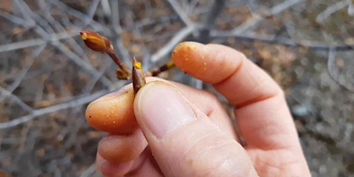 Primaire afbeelding van Plant Encounter: Poplar