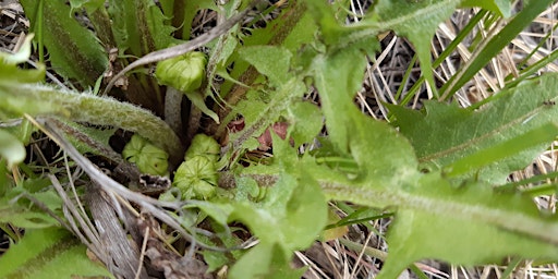 Image principale de Plant Identification