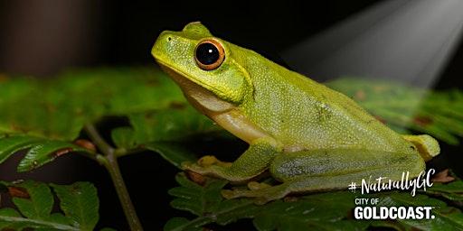 Imagem principal do evento NaturallyGC - The Life of Frogs (Spotlighting)