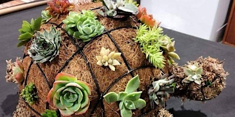 Imagem principal de Succulent Turtle-School Holiday Program