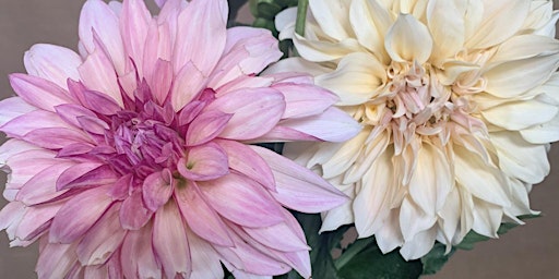 Immagine principale di Dahlia Gardening Workshop at Cut Flower Farm in Ogden 