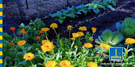 From the Ground Up : Companion Planting