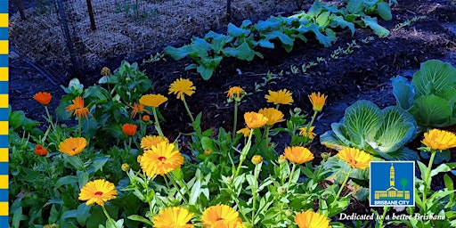 Hauptbild für From the Ground Up : Companion Planting