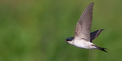 Wildlife of Craigievar primary image