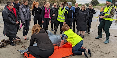 Donegal - Rathmullan, Cetacean Live Stranding Training Course