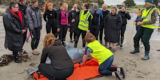 Primaire afbeelding van Donegal - Rathmullan, Cetacean Live Stranding Training Course