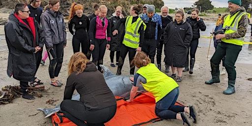 Hauptbild für Kerry - Cetacean Live Stranding Training Course