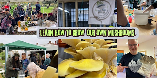 Imagem principal de Learn how to cultivate oyster mushrooms in a fruiting house in your community garden.