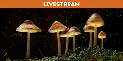 Hauptbild für The Science of Psychedelics with Dr David Luke [ONLINE]