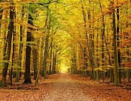 Photography, Patterns & Prints of Autumn  at Ryton Pools Country Park primary image