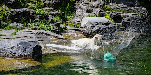 Imagem principal do evento Fotopraxis im Zoo Berlin mit Nikon Kameras