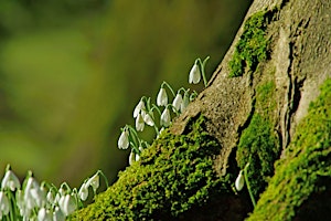 Little New Park Rangers - Spring Story Telling and Craft Workshop primary image