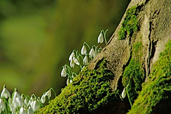 Little New Park Rangers - Spring Story Telling and Craft Workshop