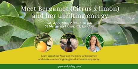 Meet uplifting Bergamot (Citrus × limon), her food, medicine and essence