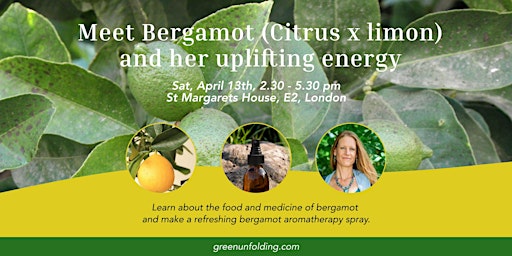 Meet uplifting Bergamot (Citrus × limon), her food, medicine and essence primary image