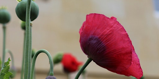 Atelier de jardinage - Premier secours plantes primary image