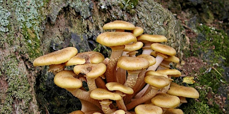 Fungi Foray - Mixed native and conifer woodland