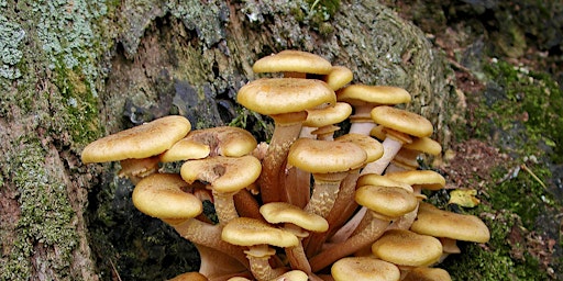 Primaire afbeelding van Fungi Foray - Mixed native and conifer woodland