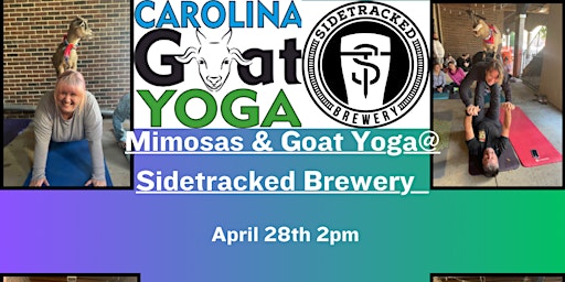Primaire afbeelding van Mimosas & Goat Yoga @ Sidetracked Brewery -April 28th 2pm