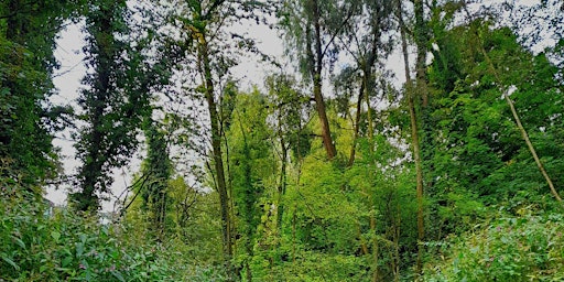 Worsley Woods early Bat Walk  primärbild