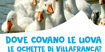 Imagem principal do evento Dove covano le uova le ochette di Villafranca?