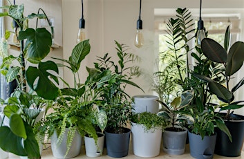 House Plant Clinic