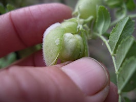 Hauptbild für CCA Summer Seed Saving Event